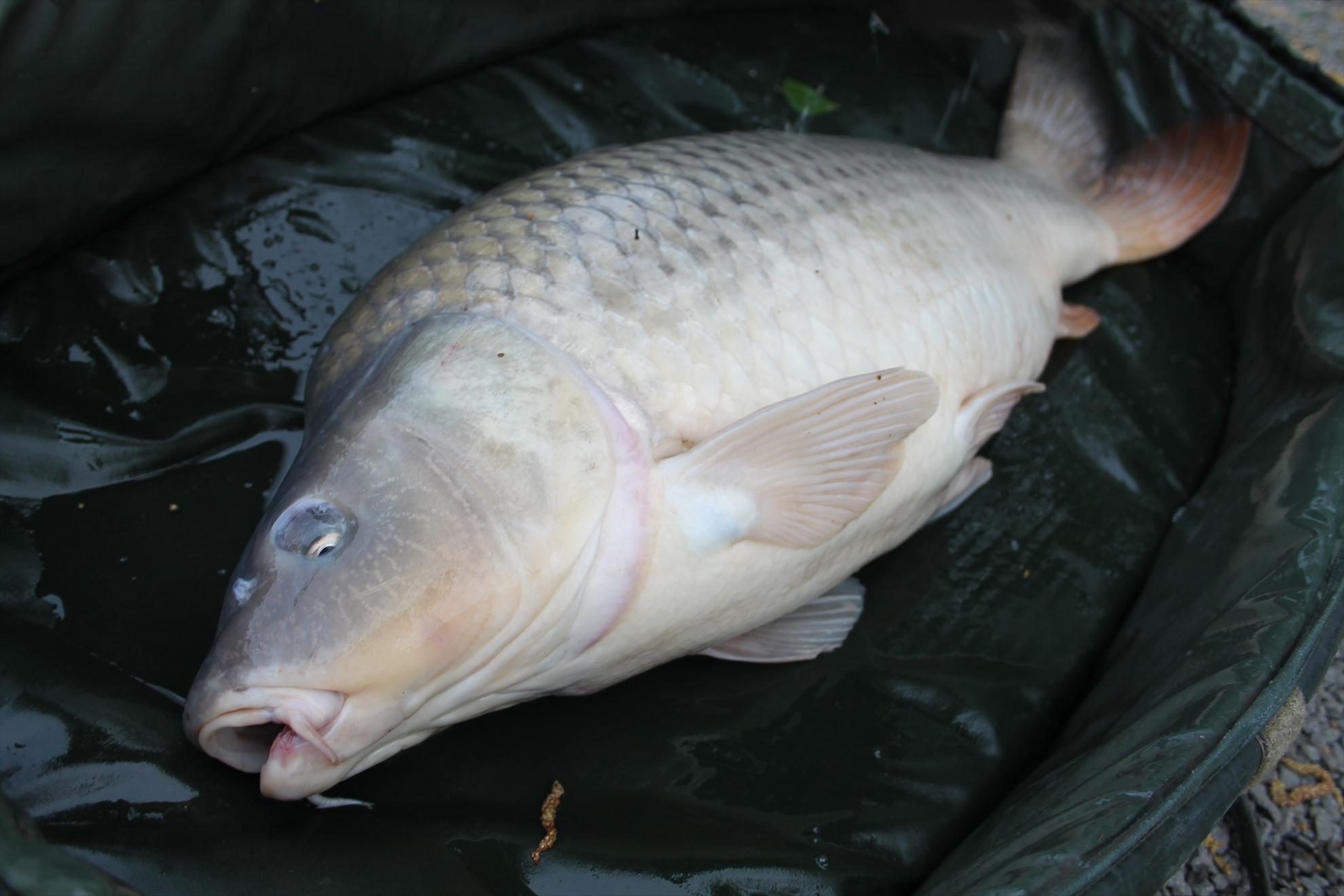 My new passion...3 - nagykallo-aprilie2013-571.JPG